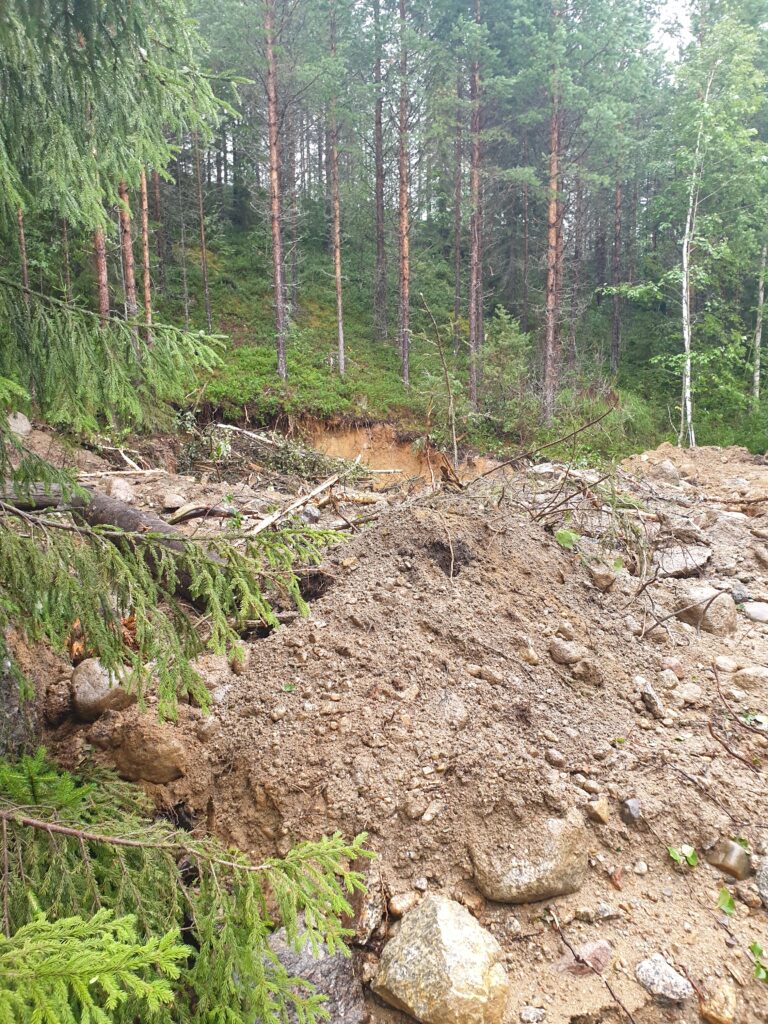 Forest slope with gravel.