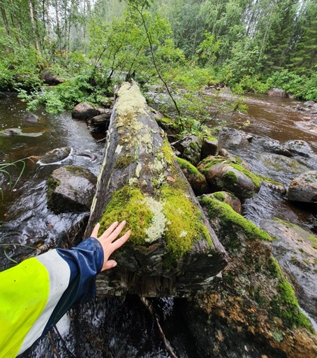 Hand framför mossbeklädd stock.