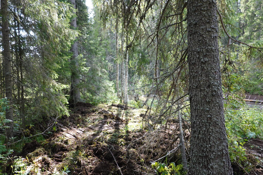 Forest view with flattened material on the ground.