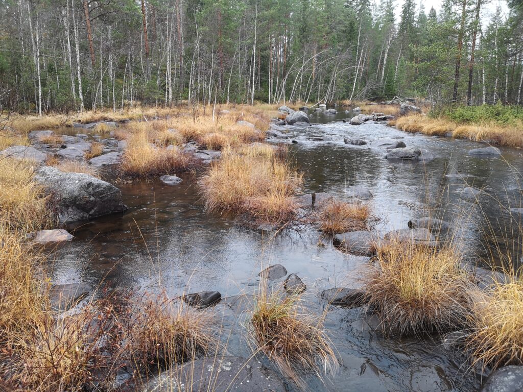 Vattendrag med sten som sticker upp och tuvor av gräs. Bra uppväxtmiljö för fiskyngel.