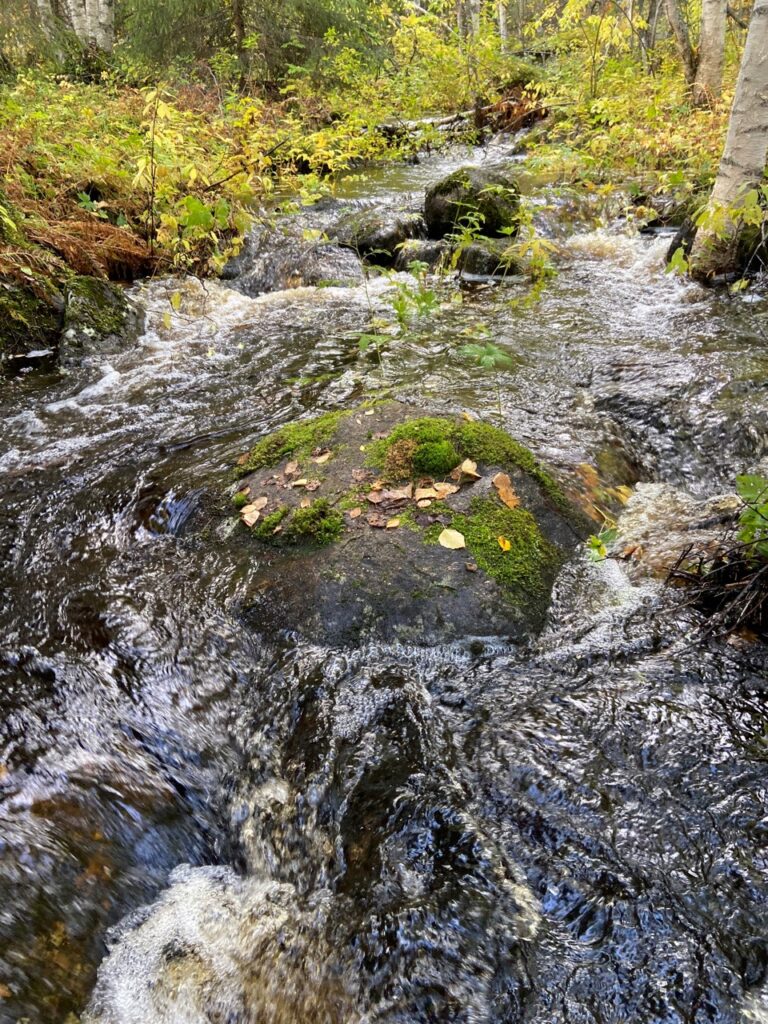 Sidofåra i Vargån med mossbeklädda stenar i forsande vatten.