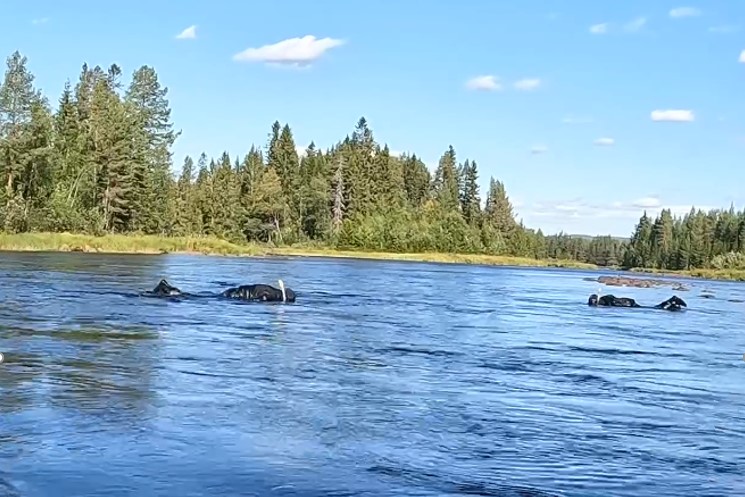 Två personer snorklar i ett vattendrag.