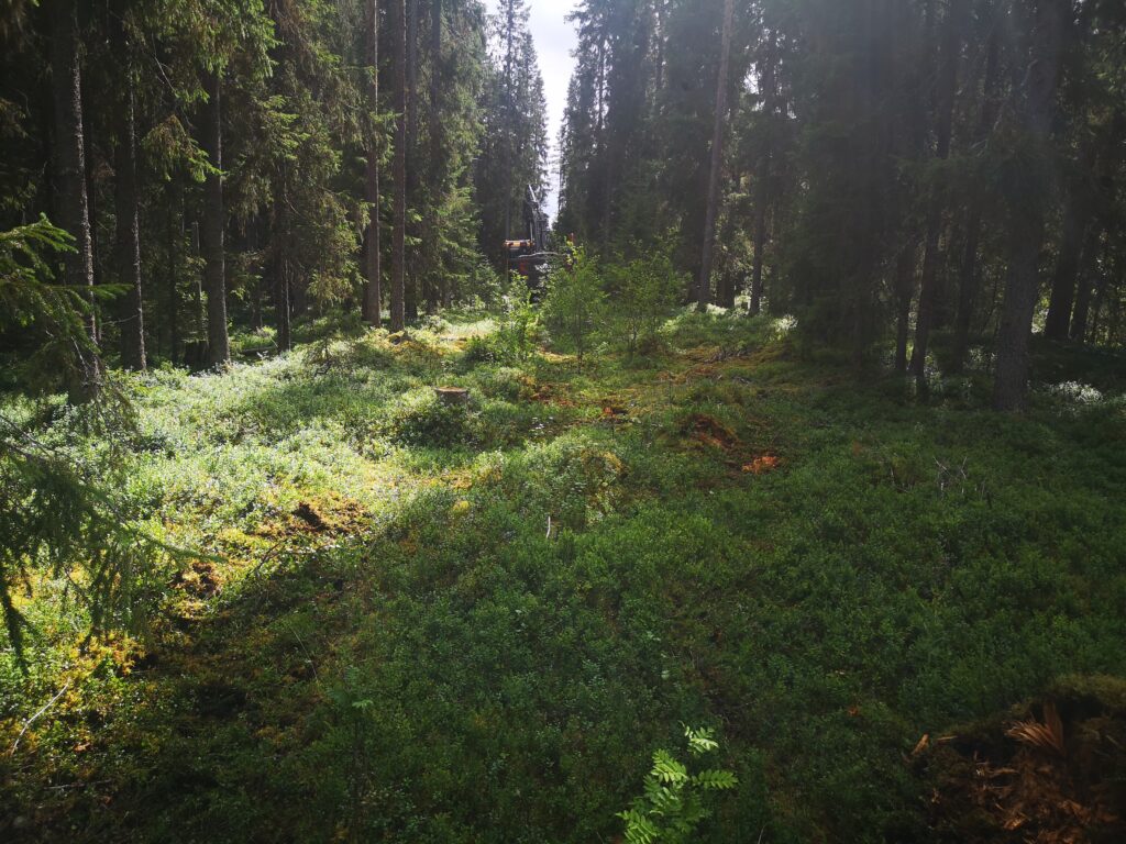 Forest clearing, where tracks from the excavator don't show much.